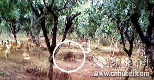 農(nóng)戶半夜播“最炫民族風”驅(qū)趕野豬效果明顯