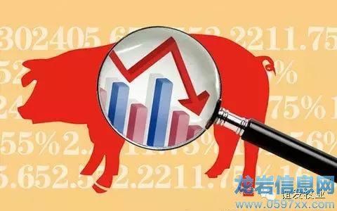 豬價(jià)只跌不漲的原因,現(xiàn)在終于知道啦!