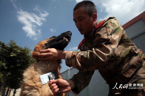 下午,蔣玉濤為警犬黑豹梳理毛發(fā)。