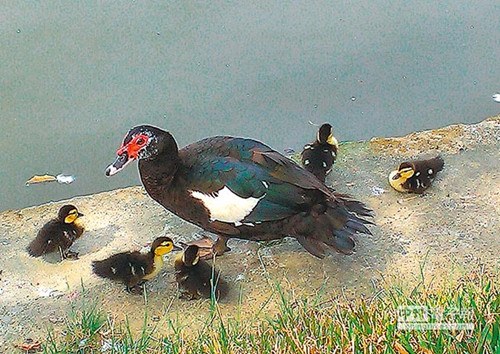 臺(tái)中公園黑色小鴨惹眼不輸黃色小鴨(圖)